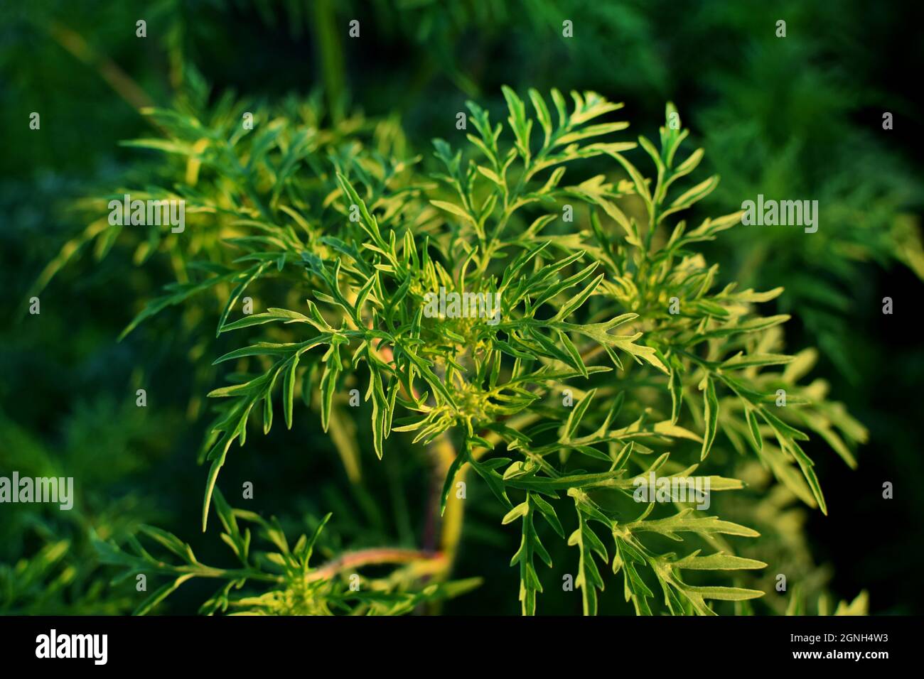 Ragweed-Büsche. Ambrosia artemisiifolia ist das stärkste Allergen. Seine Pollen verursachen während der Blüte schwere Allergien. Stockfoto