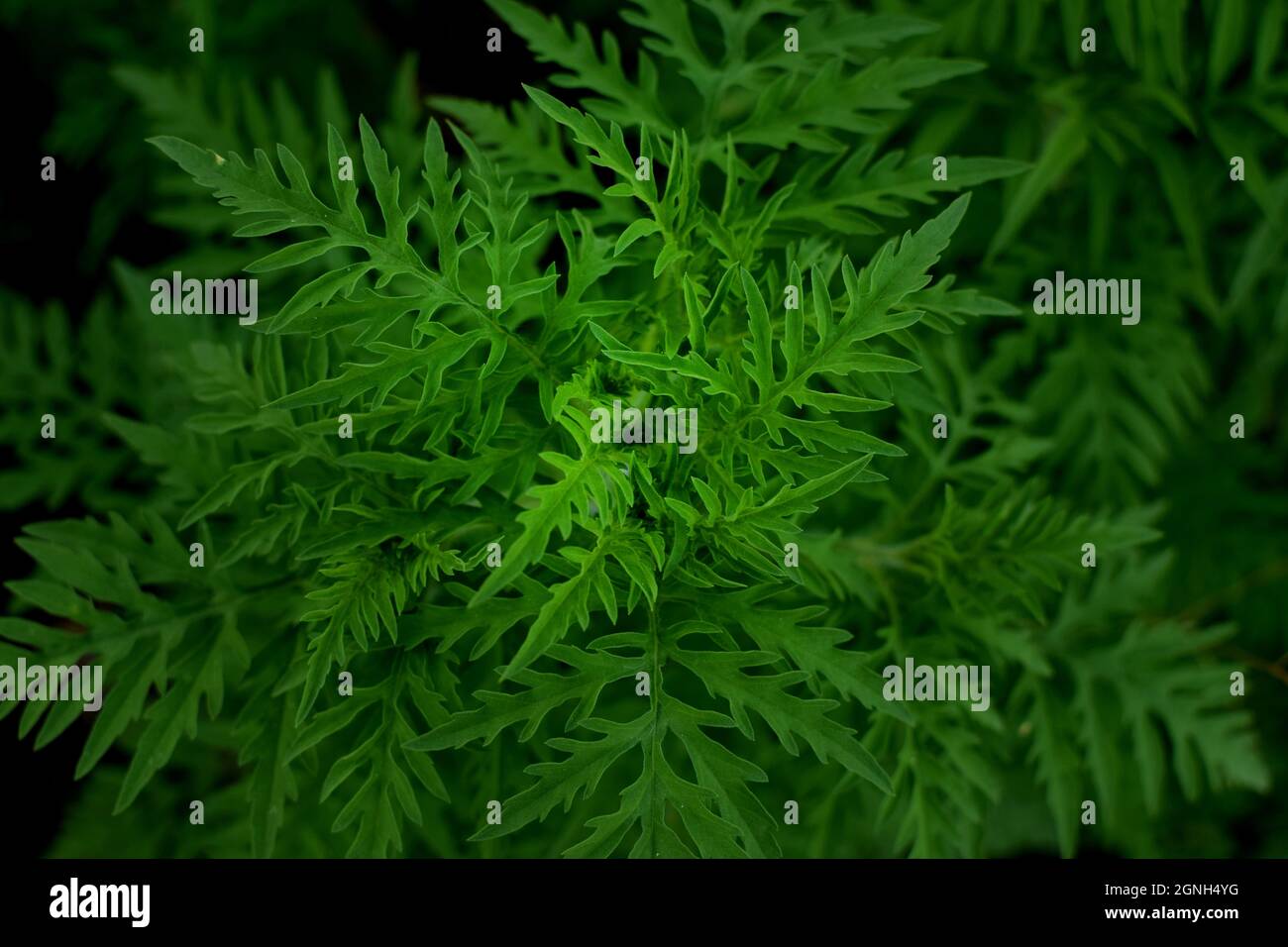 Ragweed-Büsche. Ambrosia artemisiifolia ist das stärkste Allergen. Seine Pollen verursachen während der Blüte schwere Allergien. Stockfoto