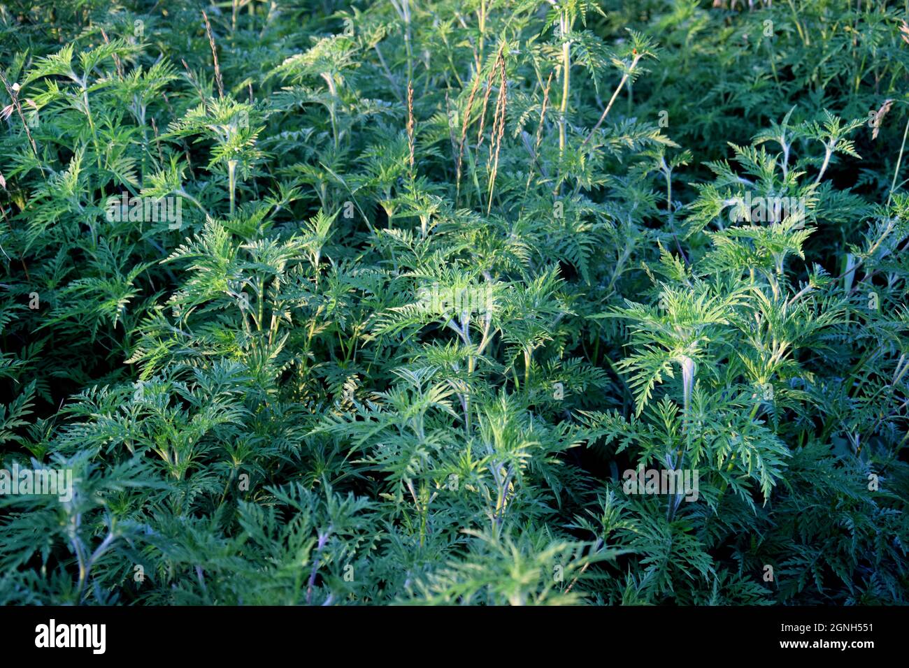 Ragweed-Büsche. Ambrosia artemisiifolia ist das stärkste Allergen. Seine Pollen verursachen während der Blüte schwere Allergien. Stockfoto