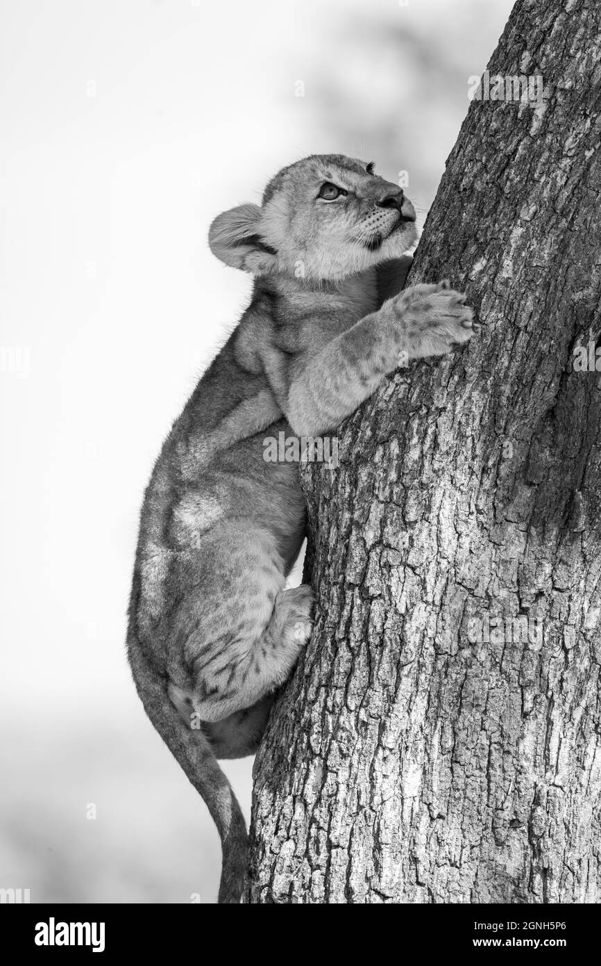 Mononahe Nahaufnahme eines Löwenjungen, der auf einen Baum klettert Stockfoto