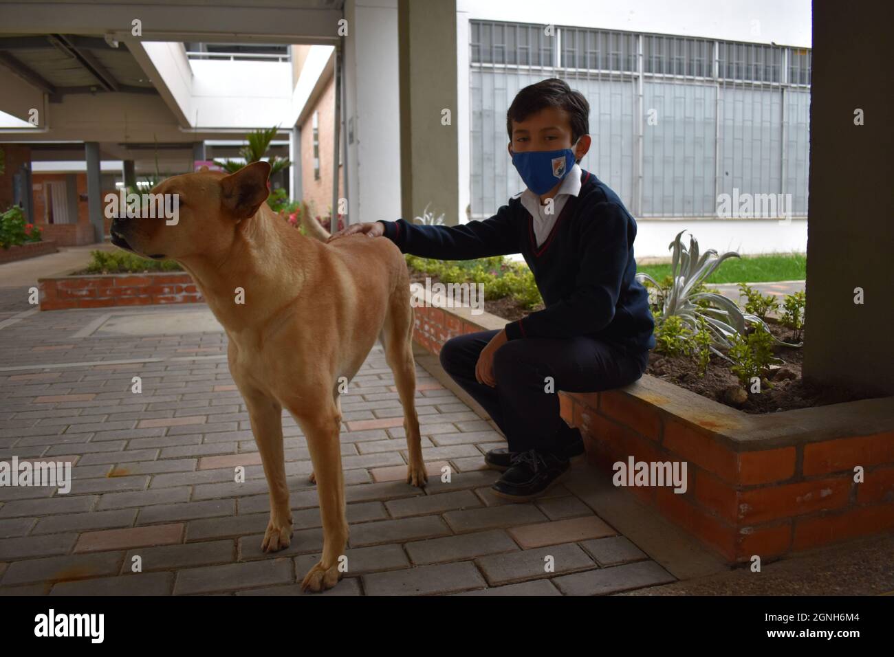 MOSQUERA, KOLUMBIEN - 31. Aug 2021: Ein junger Student mit einer Sicherheitsmaske, der mit seinem braunen niedlichen Hund auf dem Stein sitzt Stockfoto