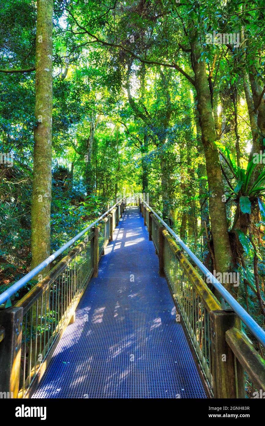 Gehbehinderte Promenade im tiefen Regenwald des Dorrigo National Park - Gondwana Continent Vegetation. Stockfoto