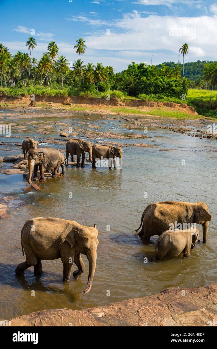 Die sri-lankische Elefant ist einer der drei anerkannten Unterarten der Asiatischen Elefanten, und ist in Sri Lanka. Elephas maximus wird aufgeführt, da gefährden Stockfoto
