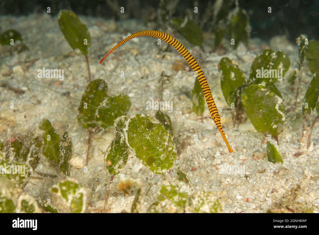 Die yellowbanded Seenadeln, Doryhamphus pessuliferus, wurde auch bekannt als, Gelb geringelt Seenadeln, Dunckerocampus pessuliferus, viele - Gebänderte Seenadeln Stockfoto