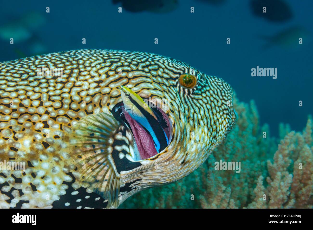 Der MAP-Kugelfisch, Arothron mappa, ernährt sich von Algen, Schwämmen und benthischen Wirbellosen. Hier wird es seine Kiemen sorgfältig von einem Reiniger w inspiziert Stockfoto