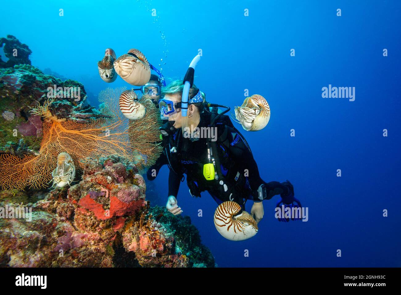 Chambered Nautilus Nautilus pompilius, und Taucher (MR). Palau, Mikronesien. Stockfoto