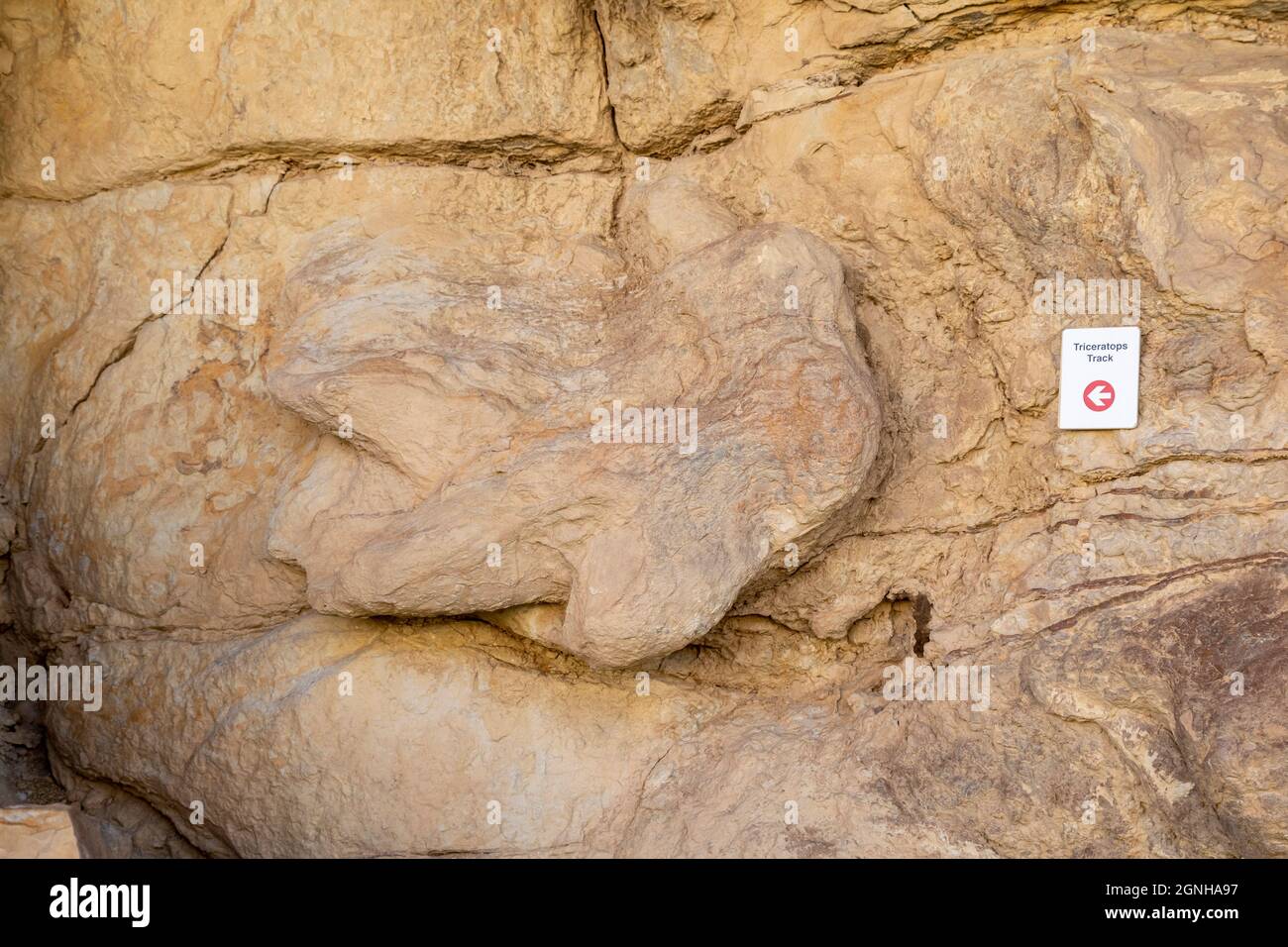 Golden, Colorado - Ein Triceratops-Fußabdruck entlang des Triceratops Trail. Der Trail im Vorort Denver ermöglicht den Zugang zu Fußabdrücken von Dinosauriern und Trac Stockfoto