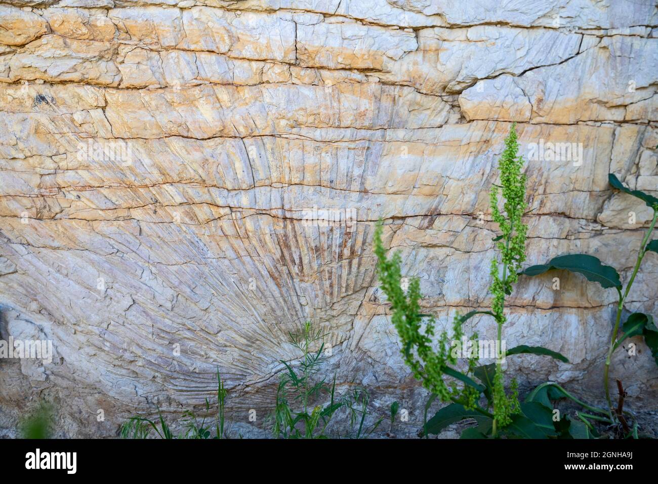 Golden, Colorado - der Eindruck einer Palmwedel entlang des Triceratops Trails ist ein Beweis dafür, dass Colorado vor 68 Millionen Jahren ein tropisches Klima hatte. Th Stockfoto