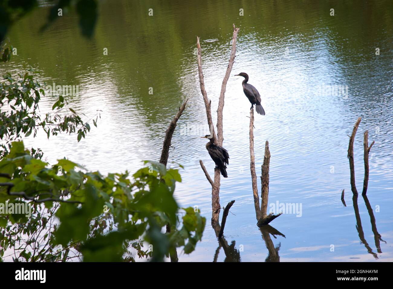 Die Kormoranfischerei mit Doppelkellern befindet sich im Teich eines öffentlichen Parks Stockfoto