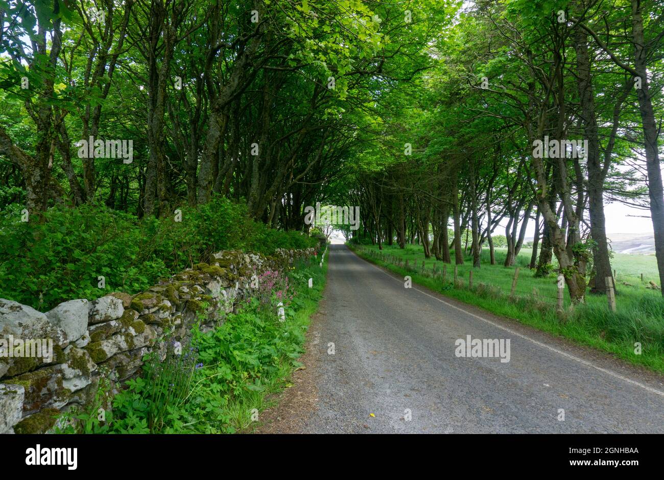 Die Straße durch Weisdale Woods, den nördlichsten Wald Großbritanniens, Shetland Islands, Schottland, Großbritannien Stockfoto