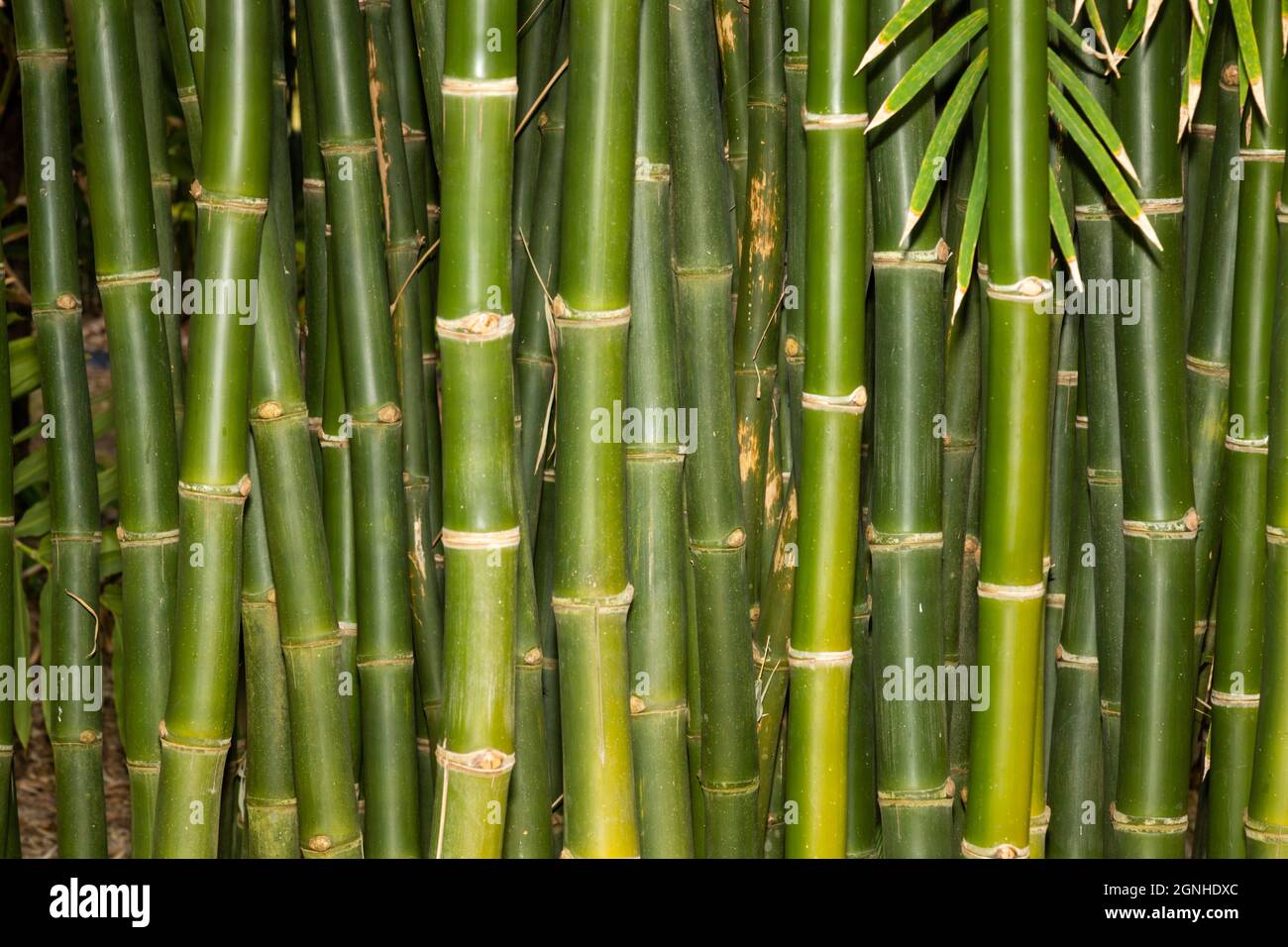 Schnell wachsender Bambus wird in Asien oft als Gerst verwendet  Stockfotografie - Alamy