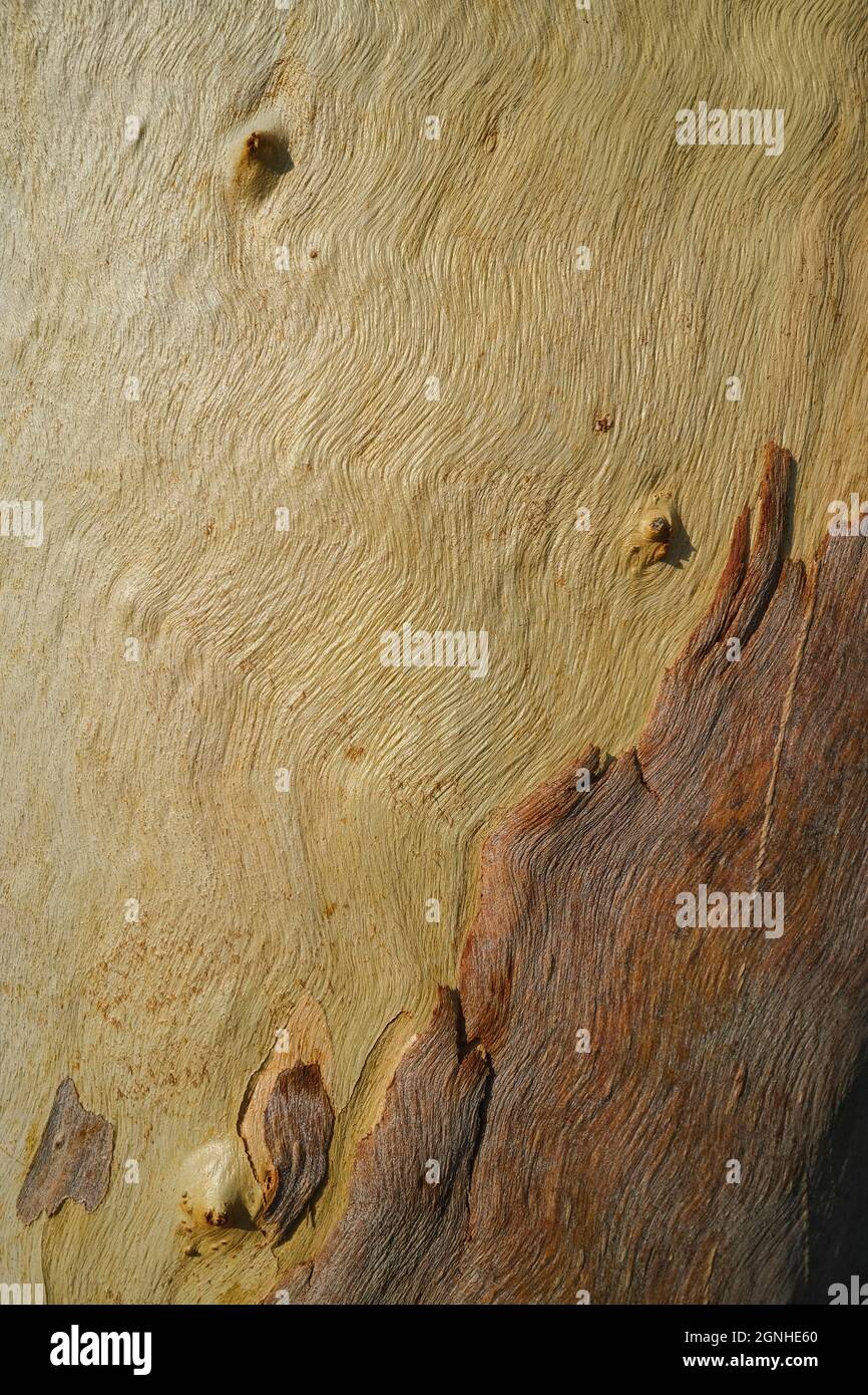 Nahaufnahme der Rinde des Eukalyptus-Gummibaums Stockfoto