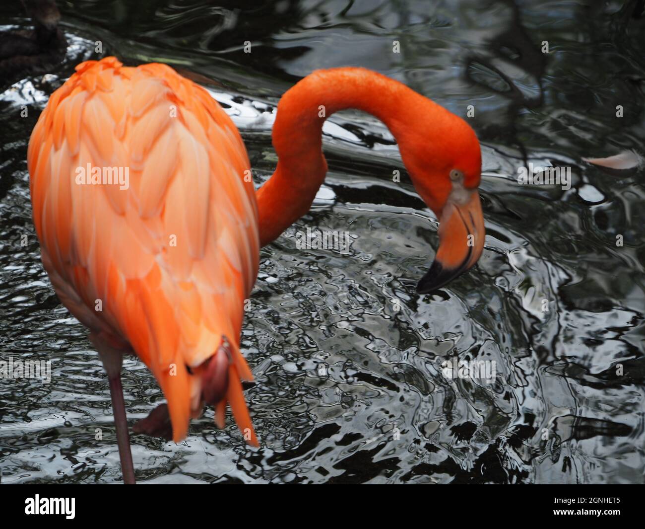 FLAMINGO IM WASSER Stockfoto