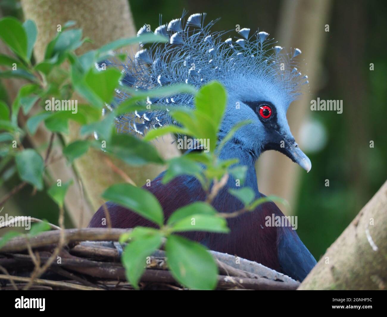 HAUBENTAUBE (VICTORIA-GEKRÖNTE TAUBE) – Stockfoto