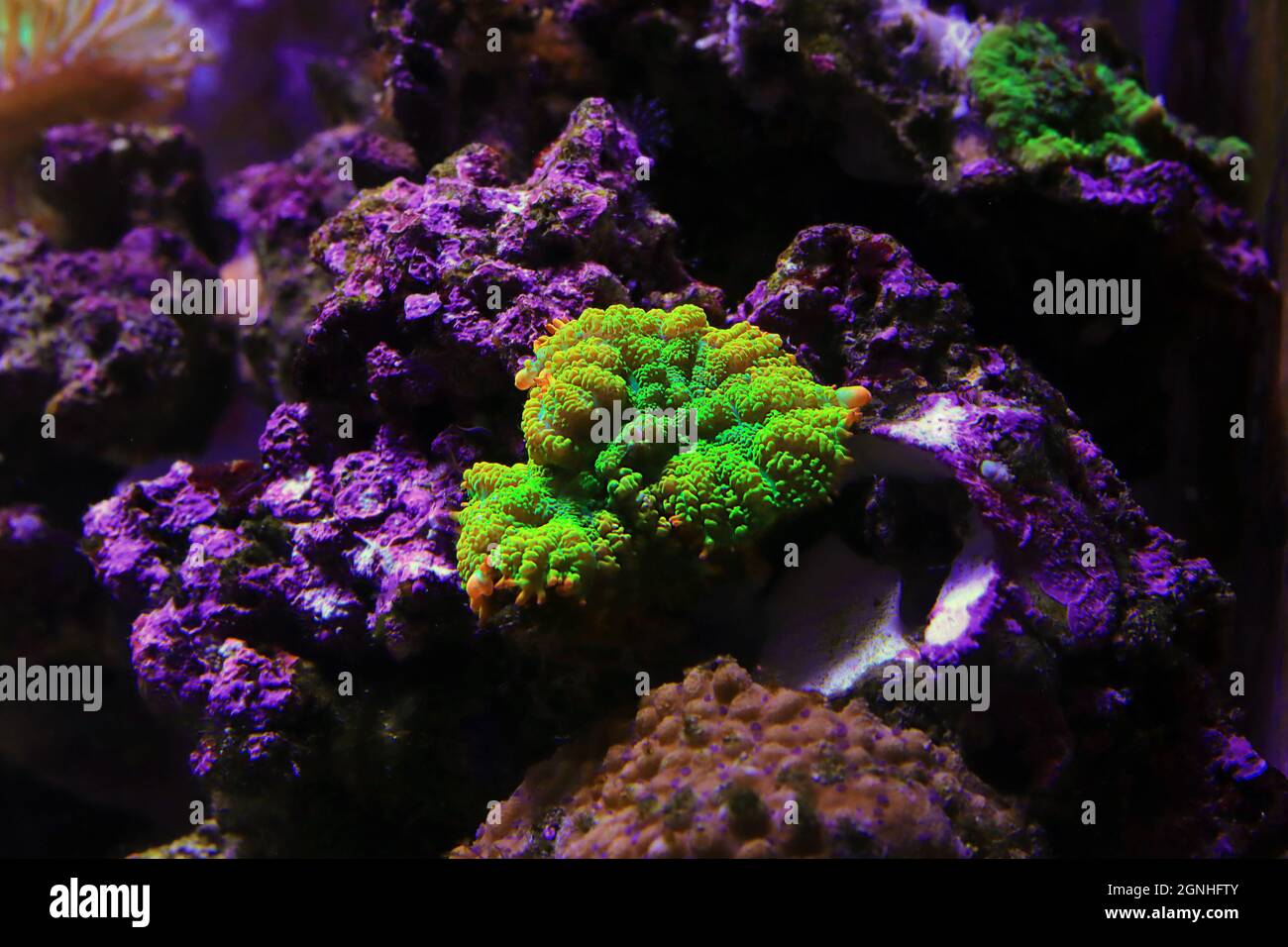 Erstaunliche bunte Rhodactis Muschroom weiche Korallen in Nahaufnahme Unterwasserfotografie Stockfoto