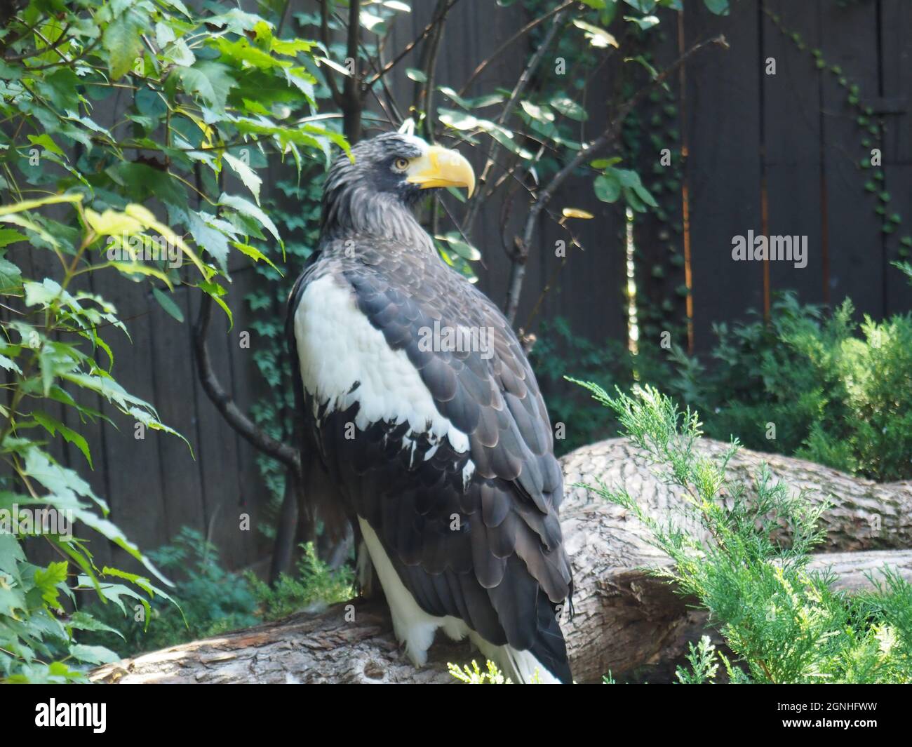 GROSSER RAPTOR (EAGLE) Stockfoto