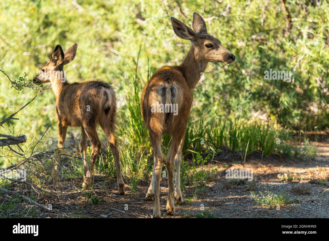 Colorado Wild Deers. Wildtierthema Im Süden Colorados. Stockfoto