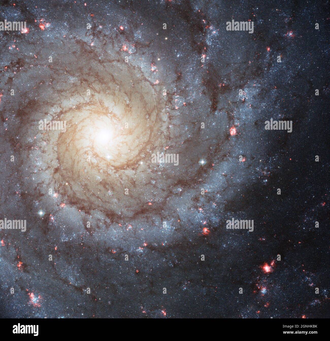 Messier 74, auch NGC 628 genannt, ist ein atemberaubendes Beispiel einer Spiralgalaxie im „Grand-Design“, die von Erdbeobachtern fast direkt betrachtet wird. Seine perfekt symmetrischen Spiralarme gehen vom zentralen Kern aus und sind mit Haufen junger blauer Sterne und glühenden rosafarbenen Regionen ionisierten Wasserstoffs übersät. Bildquelle NASA/ESA Hubble Space Telescope Stockfoto