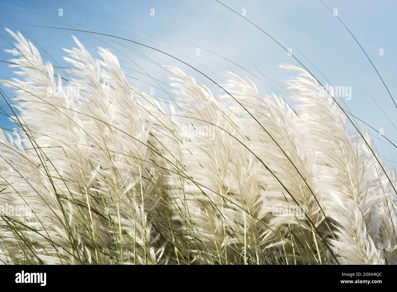 Saccharin spontan in Bangladesch Stockfoto