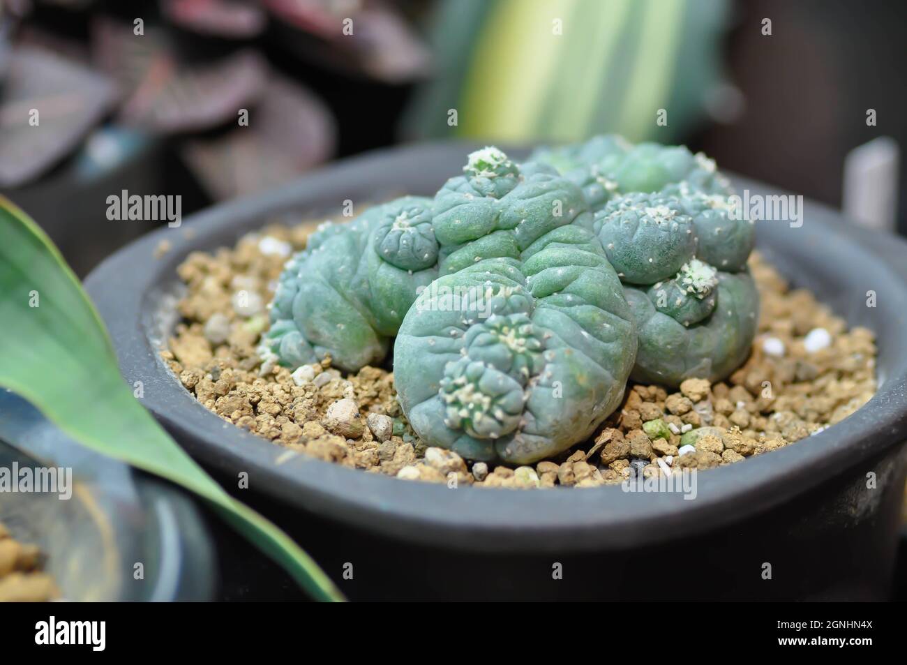 peyote-Kaktus, Lophophora oder Kaktuspflanze oder Peyote-Pflanze  Stockfotografie - Alamy