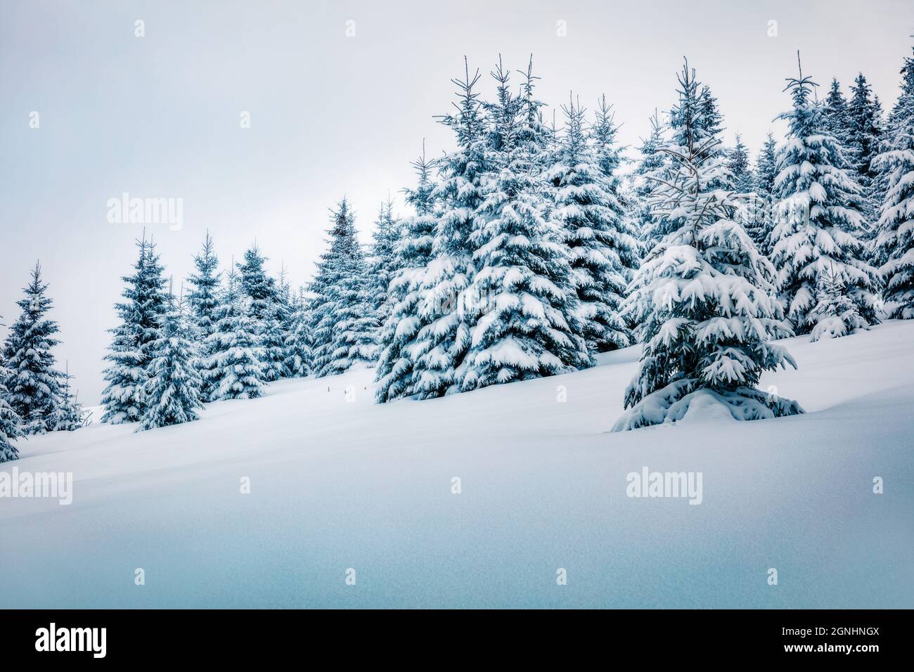 Kalter Wintermorgen im Bergwald mit schneebedeckten Tannenbäumen. Malerische Außenlandschaft der Karpaten. Schönheit der Natur Konzept backgr Stockfoto