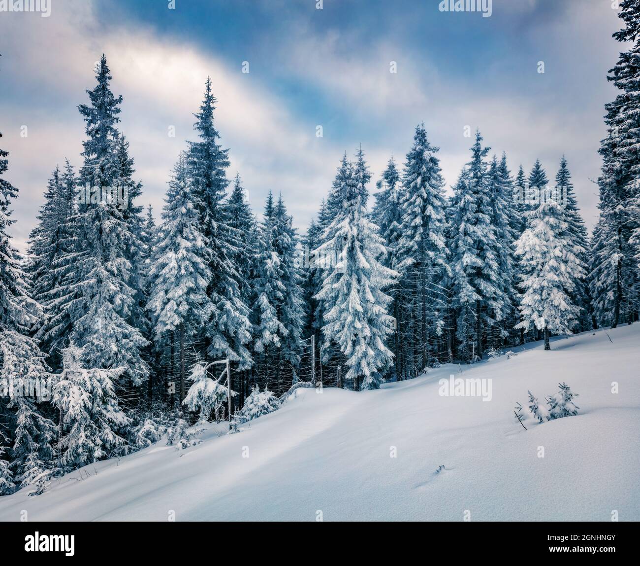 Kalter Wintermorgen in den Karpaten mit schneebedeckten Tannenbäumen. Dramatische Outdoor-Szene, Happy New Year Celebration Konzept. Die Schönheit der Natur Stockfoto