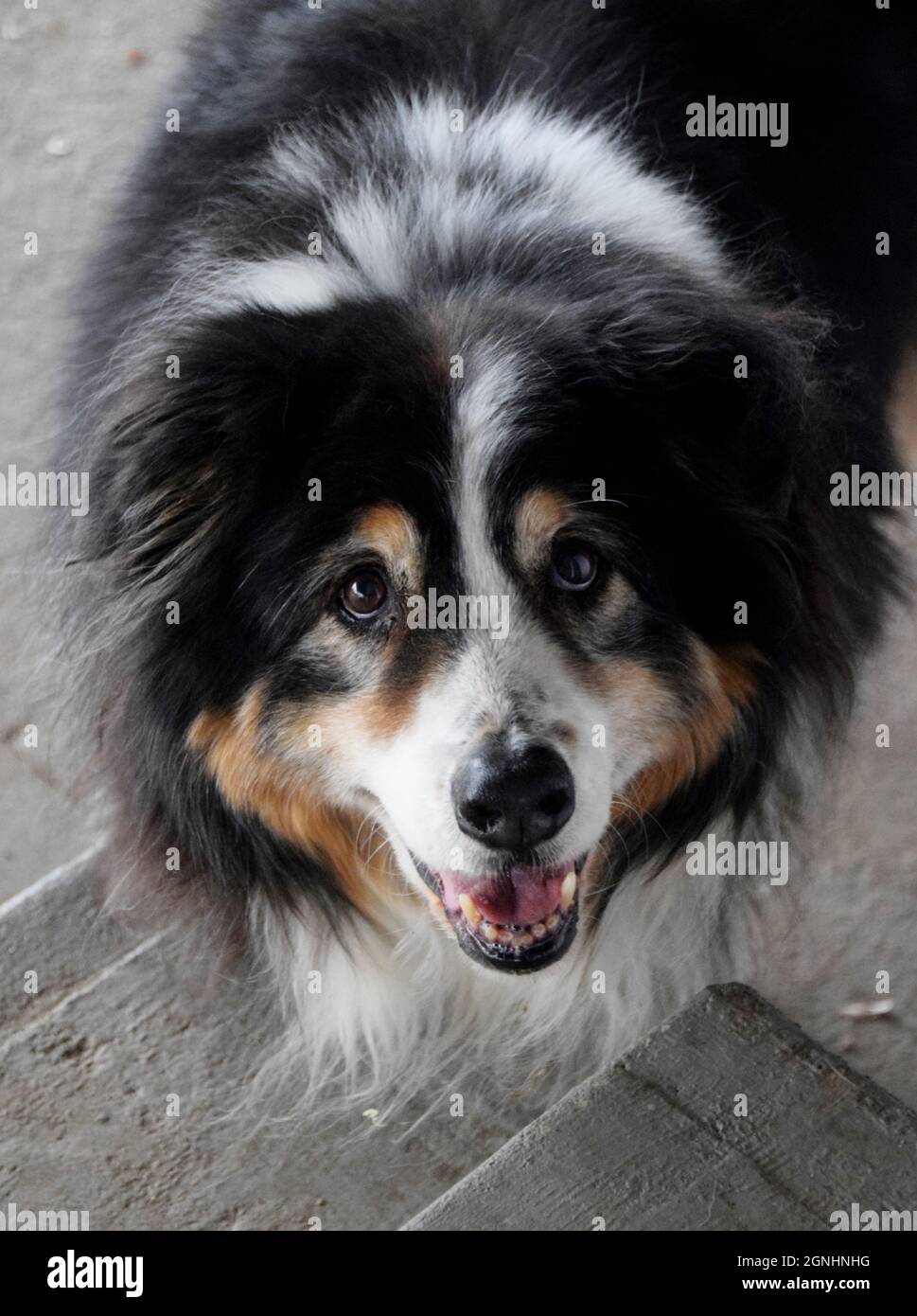 Ein älterer australischer Schäferhund Stockfoto