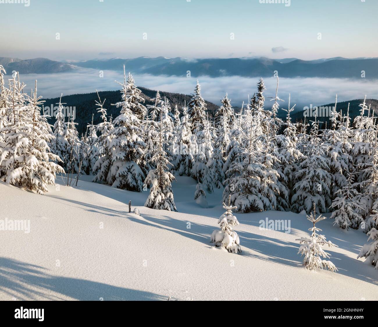 Sonniger Wintermorgen im Bergwald mit schneebedeckten Tannenbäumen. Herrliche Outdoor-Szene der Karpaten. Schönheit der Natur Konzept backgrou Stockfoto