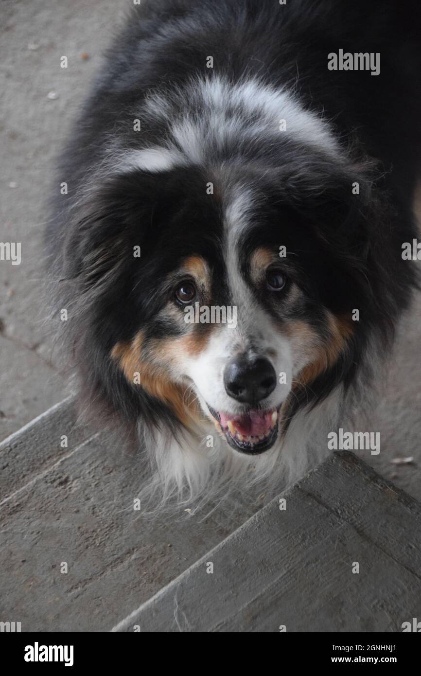 Ein älterer australischer Schäferhund Stockfoto