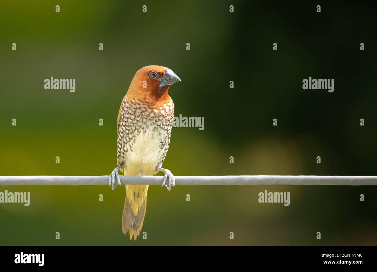 Schuppiger muniabrüiger Vogel, der auf einem Kabel auf einem grünen, verschwommenen Hintergrund sitzt Stockfoto