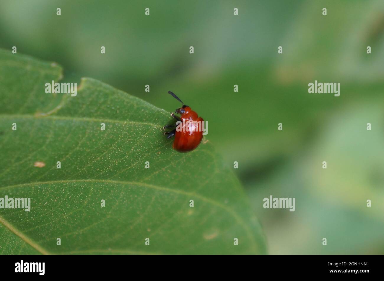 Ein Flohkäfer, der in Taiwan ein Blatt frisst Stockfoto