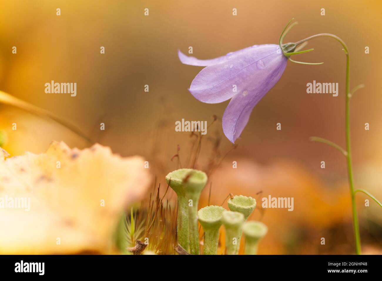 Nahaufnahme einer Blume und Moos in goldenes Licht und Tropfen Stockfoto