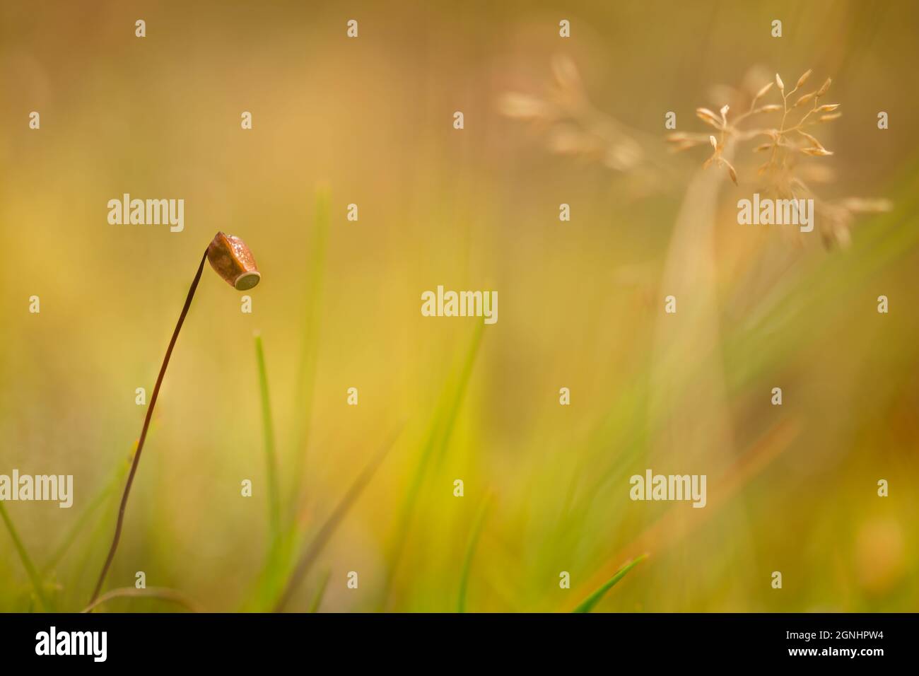 Nahaufnahme einer Blume des Mooses in goldenes Licht und Tropfen Stockfoto