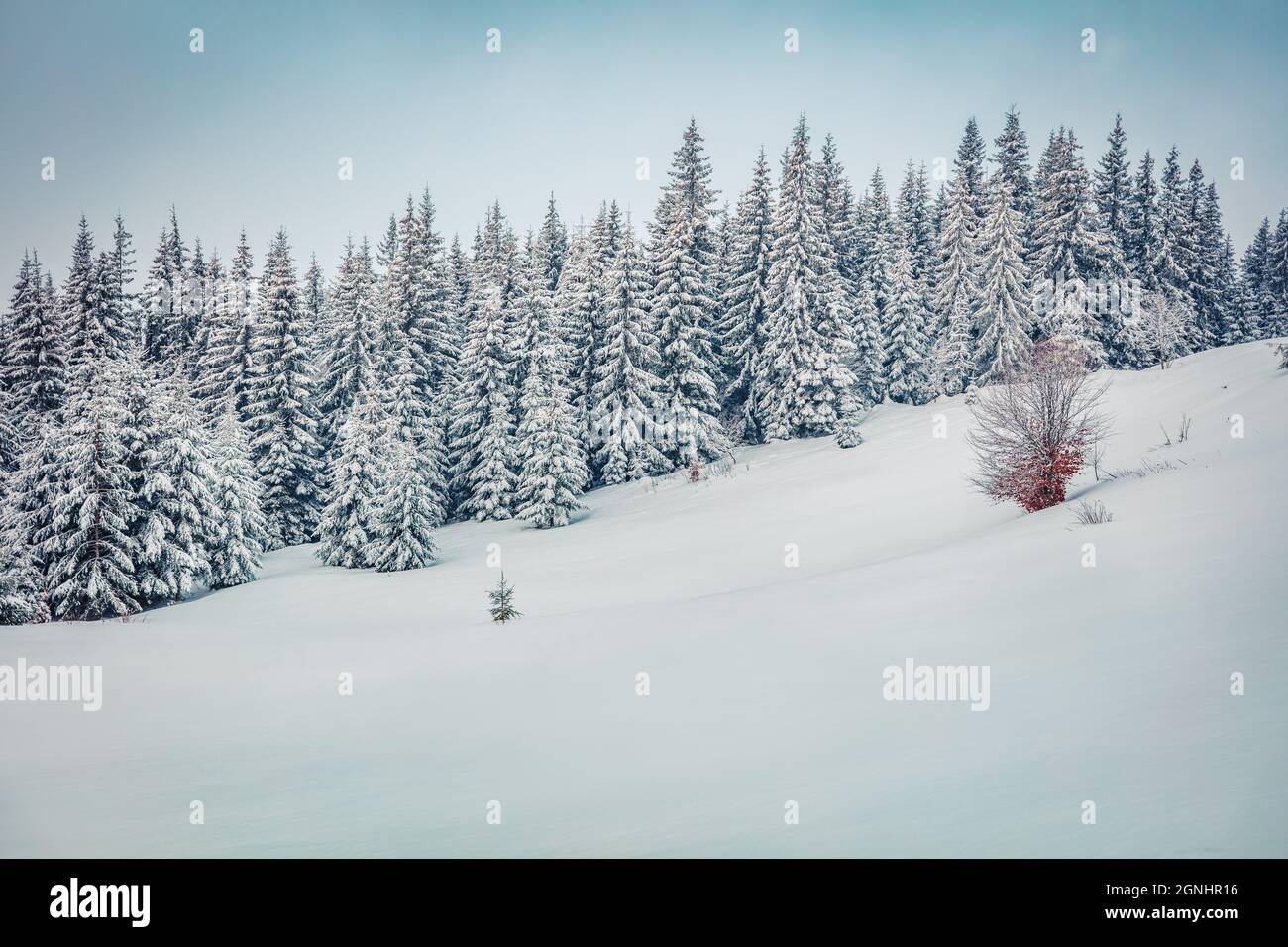 Kalter Wintermorgen in Bergfestung mit schneebedeckten Tannenbäumen. Retro-Szene im Freien der Karpaten. Schönheit der Natur Konzept zurück Stockfoto