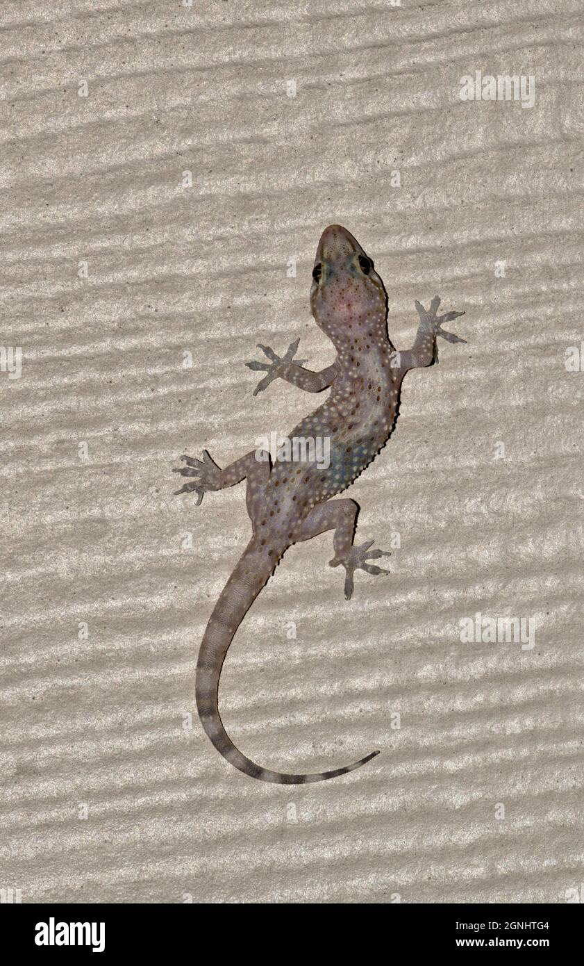 Mediterranean House Gecko (Hemidactylus turcicus), dorsale Ansicht, Jagd auf Insekten an einer Wohnmauer in Houston, TX. Stockfoto