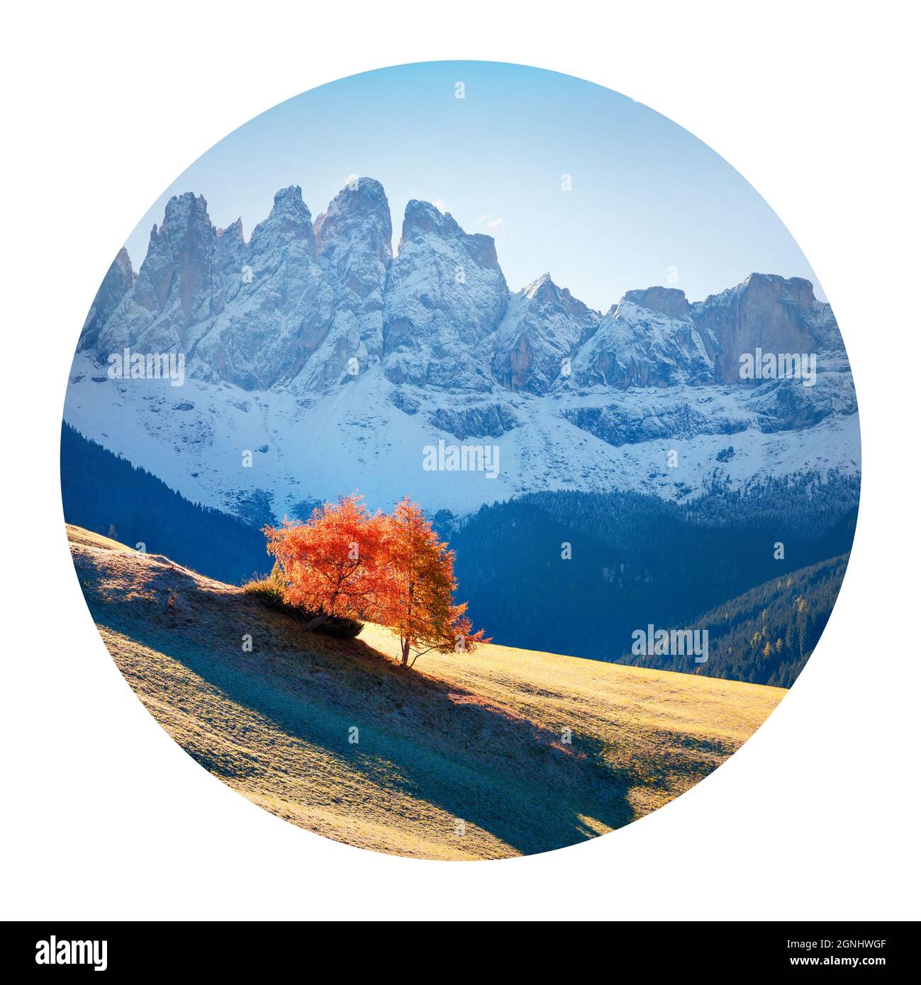 Runde Ikone der Natur mit Landschaft. Einsamer Baum im Dorf Santa Maddalena vor der Geisler- oder Geisler-Dolomiten-Gruppe, Dolomiten-Alpen, Italien, EUR Stockfoto