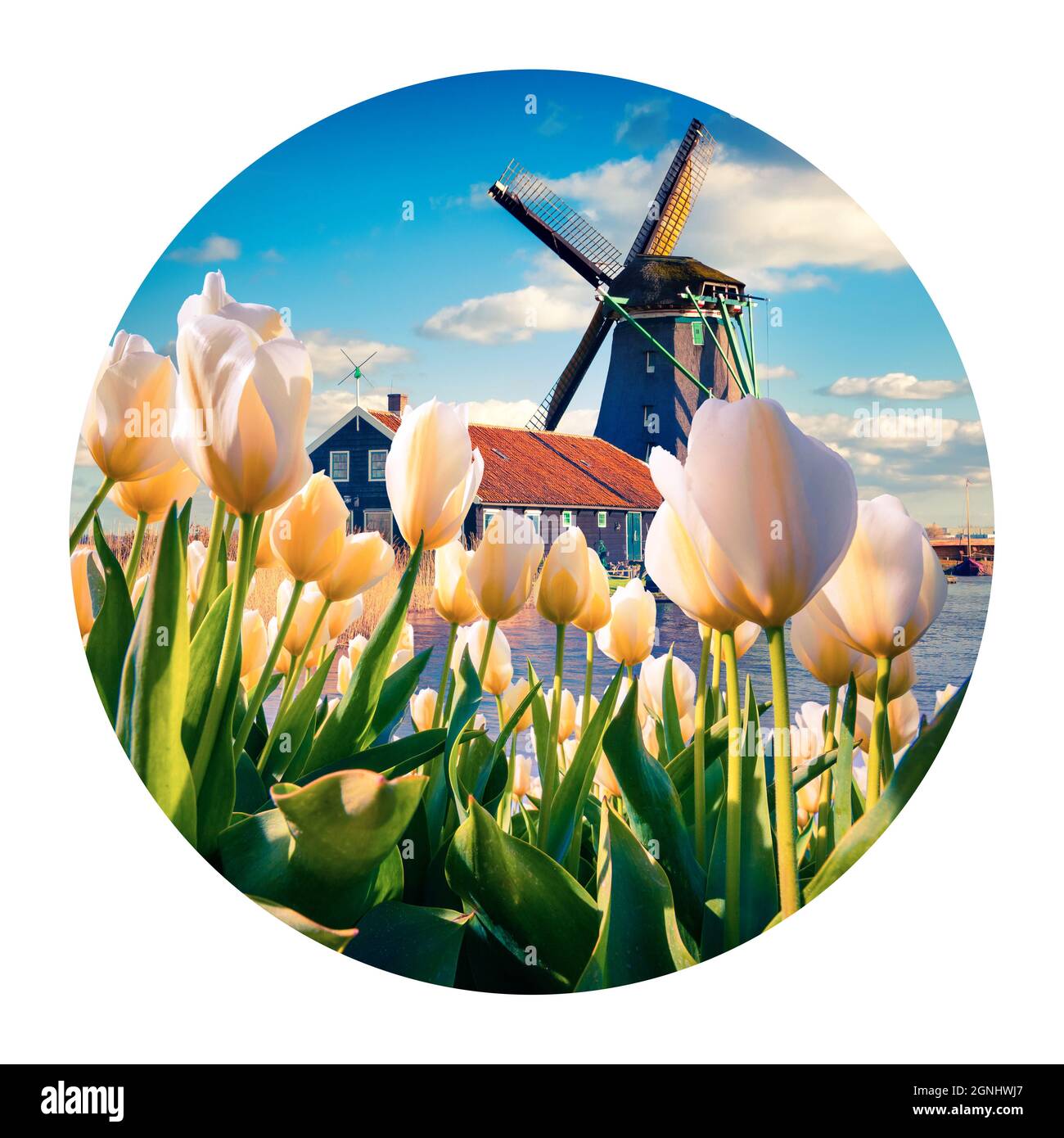 Runde Ikone der Natur mit Landschaft. Die berühmten niederländischen Windmühlen. Blick durch weiße Tulpen auf die niederländischen Kanäle. Fotografie im Kreis. Stockfoto