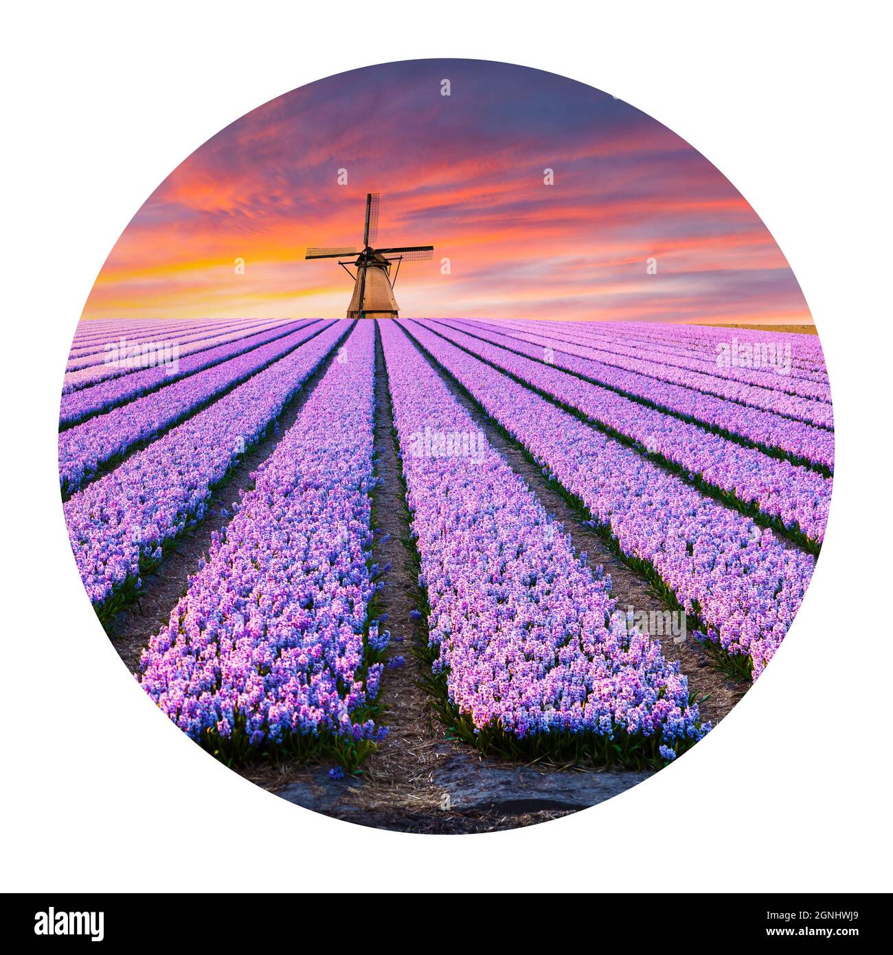 Runde Ikone der Natur mit Landschaft. Spektakuläre Frühlingsansicht der Tulpenfarm mit Windmühle im Hintergrund. Farbenfroher Sonnenuntergang in den Niederlanden mit Linien von Stockfoto