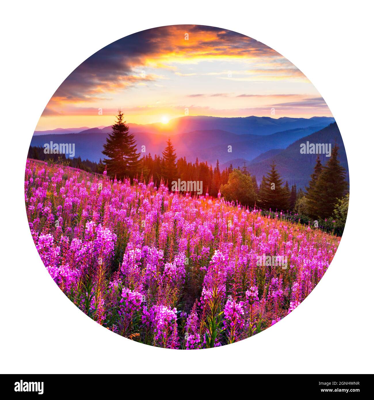Runde Ikone der Natur mit Landschaft. Dramatischer Sommeraufgang in den Karpaten mit blühenden Angustifolium-Blumen. Fotografie in a c Stockfoto