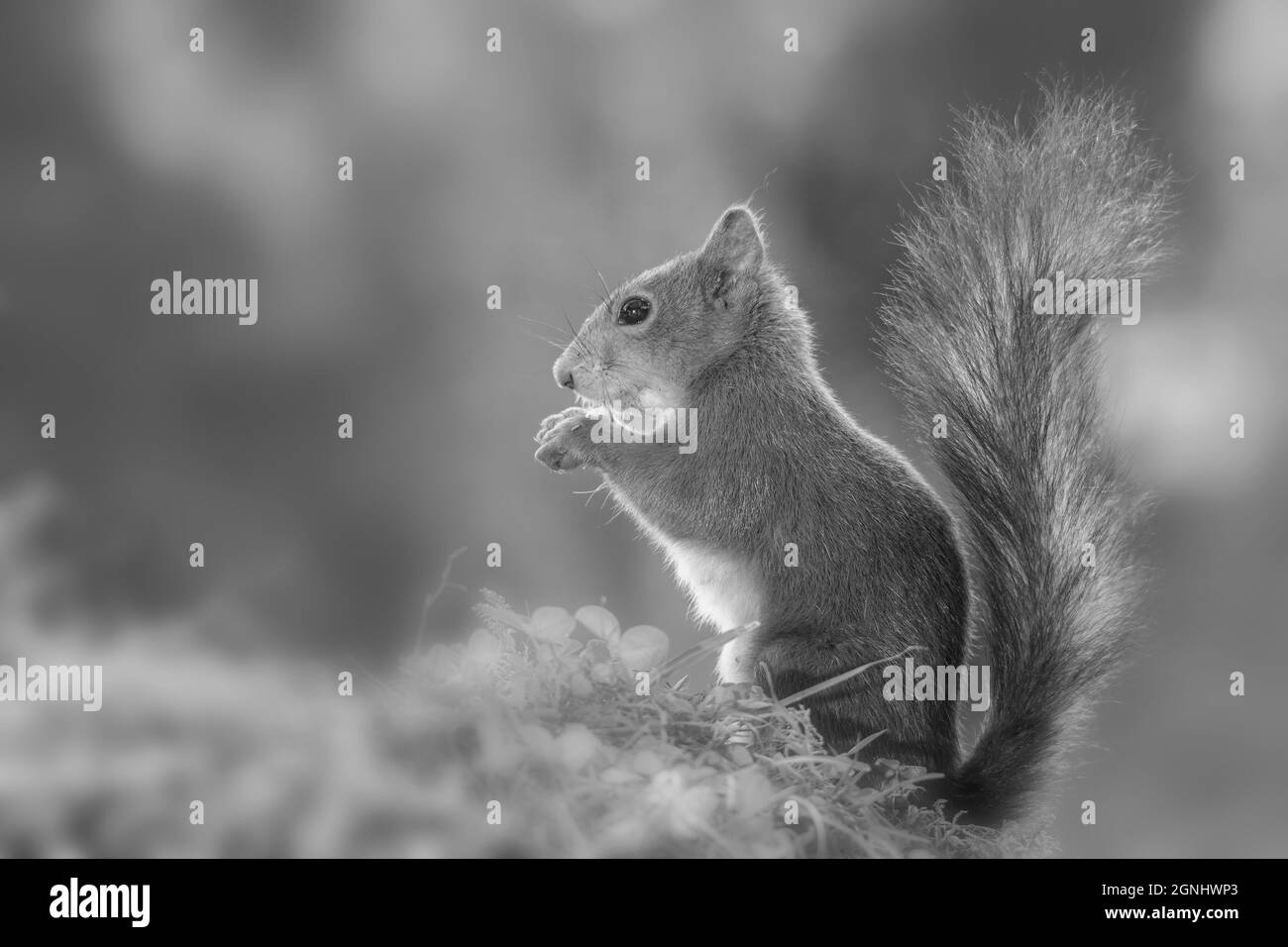Nahaufnahme des roten Eichhörnchens mit Pflanzen in Schwarz und Weiß Stockfoto