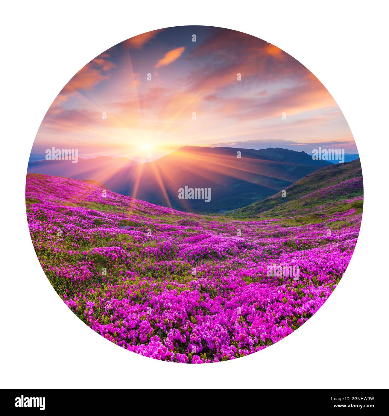 Runde Ikone der Natur mit Landschaft. Farbenfroher Sommeraufgang mit blühenden Rhododendronblüten. Atemberaubende Outdoor-Szene in den Karpaten Mo Stockfoto