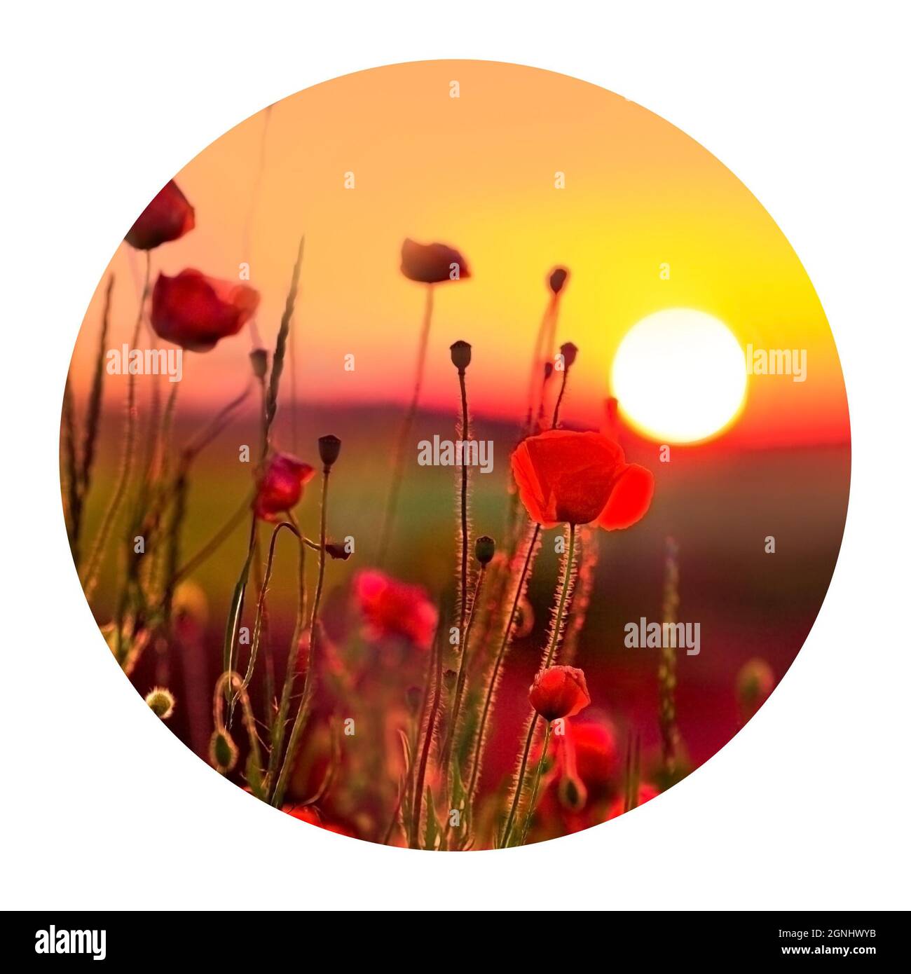 Runde Ikone der Natur mit Mohnblumen bei Sonnenaufgang. Fantastische Frühlingsszene der blühenden Blumen. Fotografie im Kreis. Stockfoto