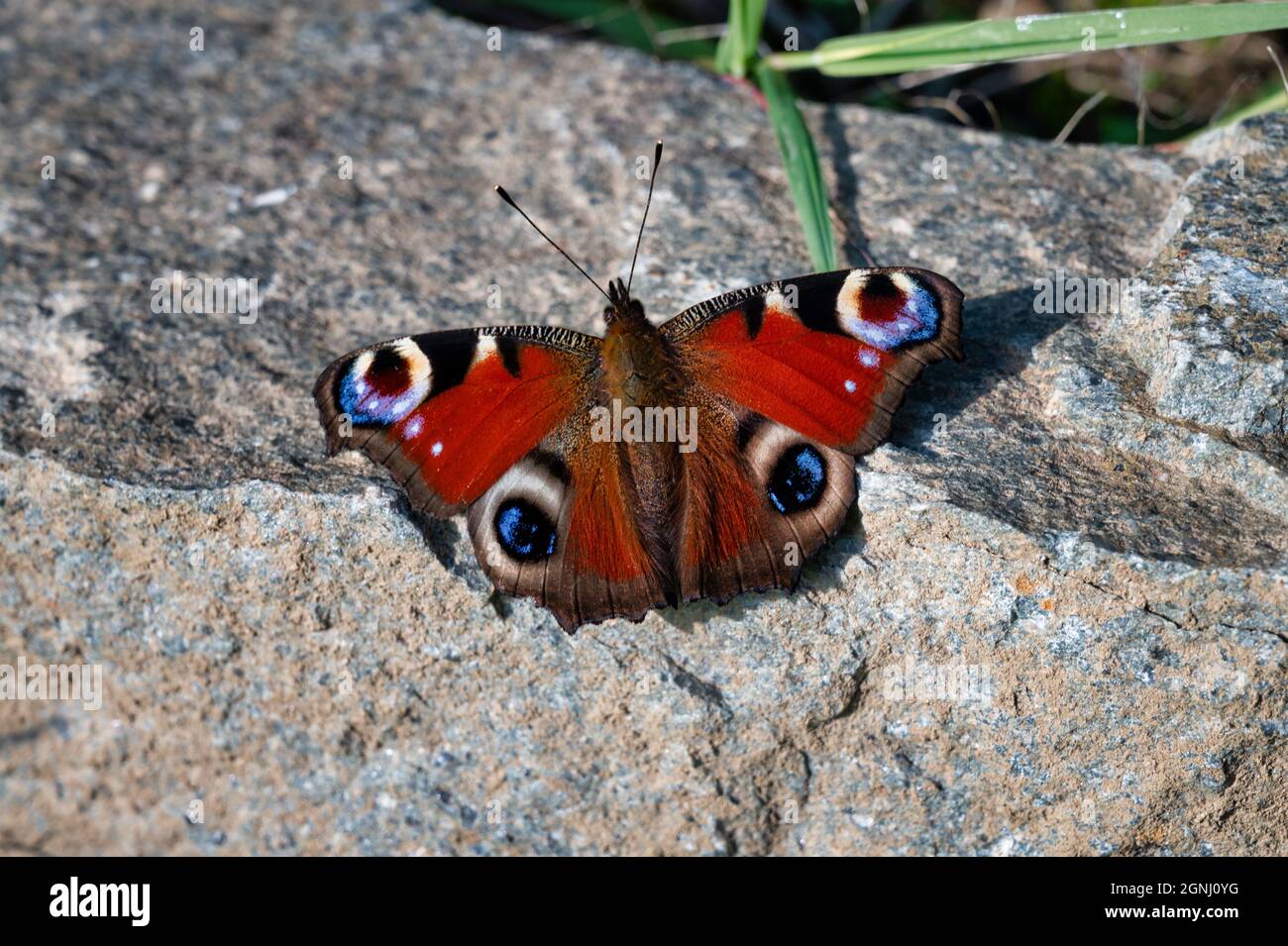Der Pfauenfalter breitet seine Flügel auf einem Felsen in Irland aus Stockfoto