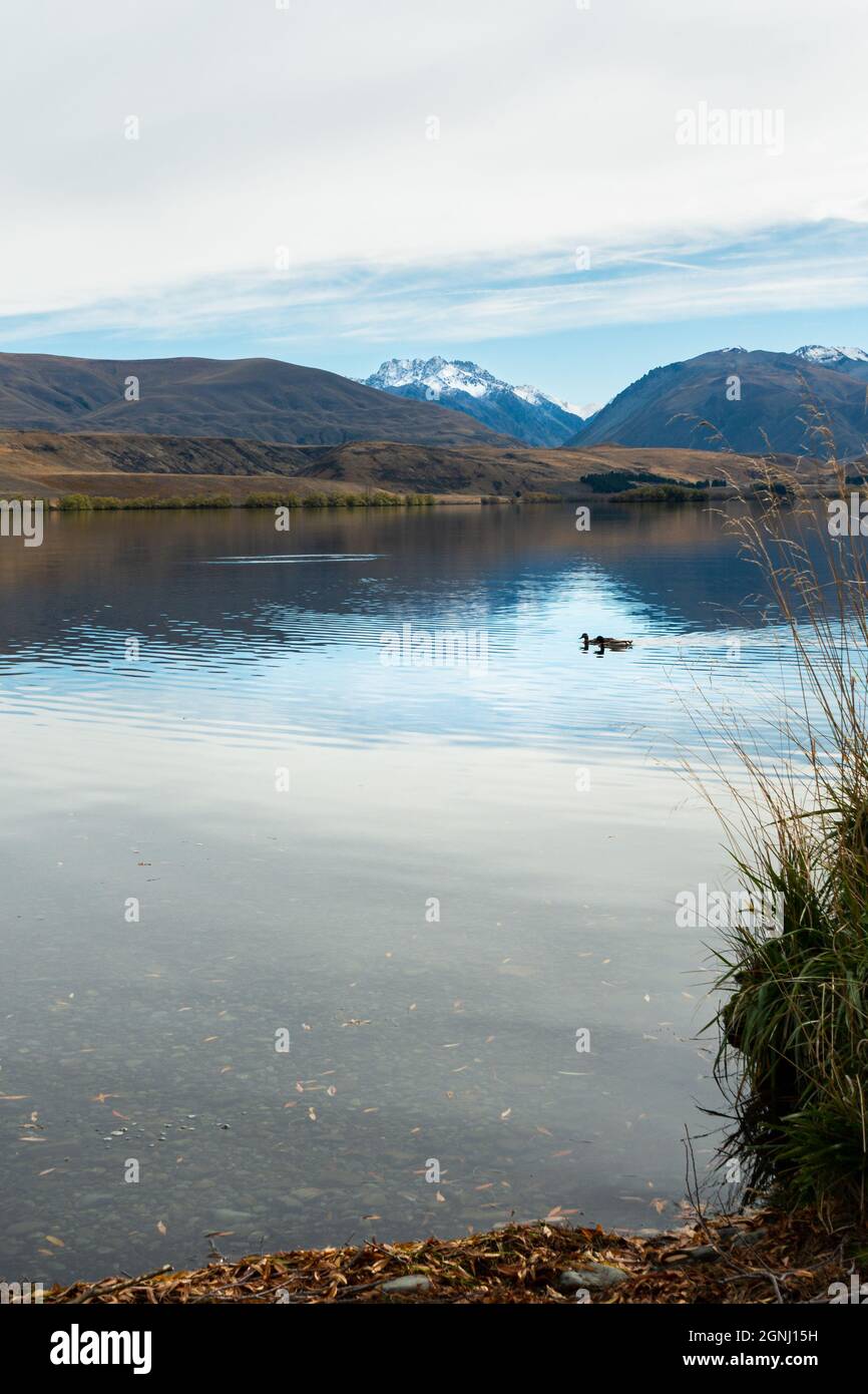 Zwei Enten schwimmen am Lake Alexandrina mit schneebedecktem Berg im Hintergrund, Mackenzie Country, Canterbury, Neuseeland. Vertikales Format. Stockfoto