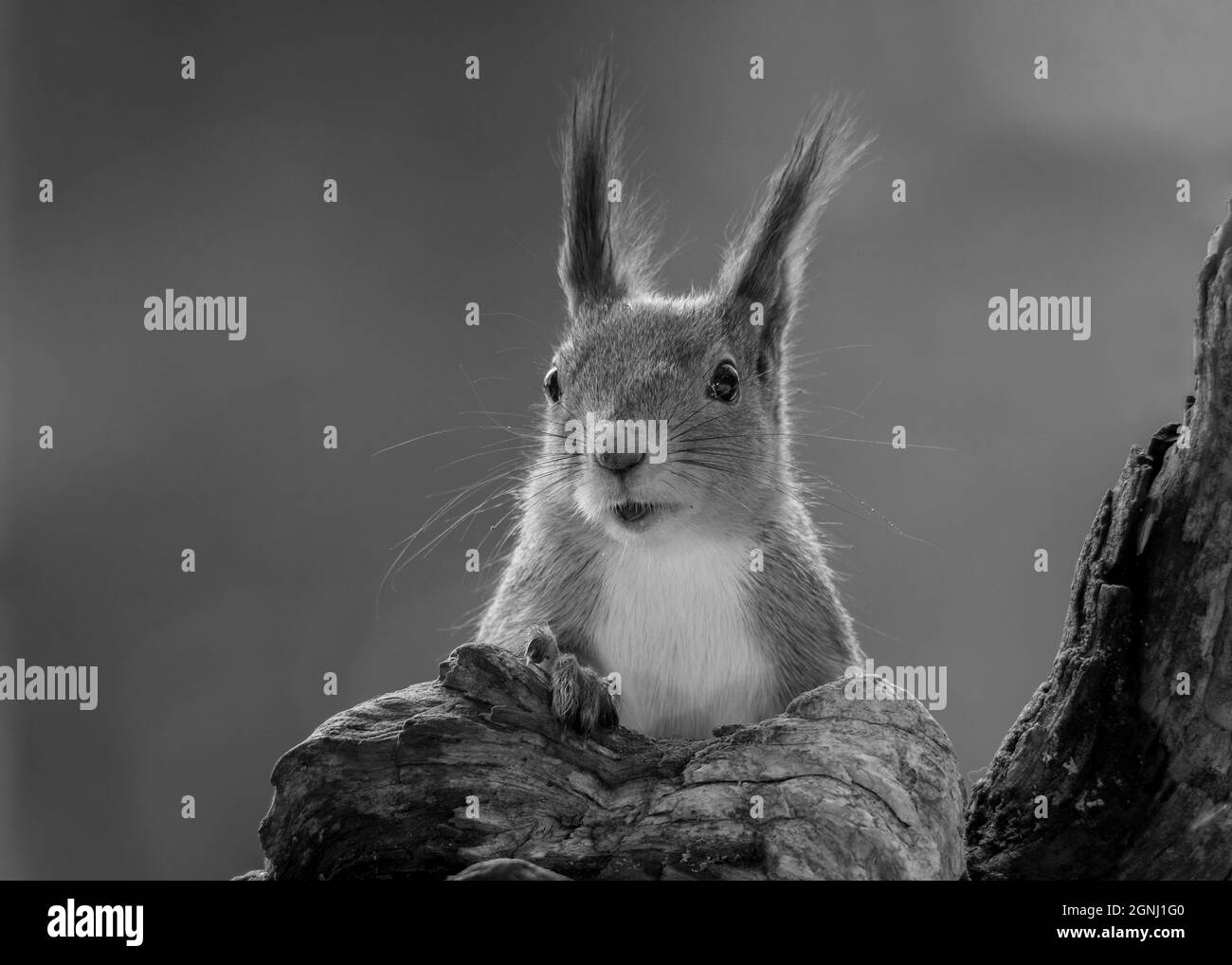 Nahaufnahme der nassen Eichhörnchen stehend auf einem Baum mit Samen im Mund in schwarz / weiß Stockfoto