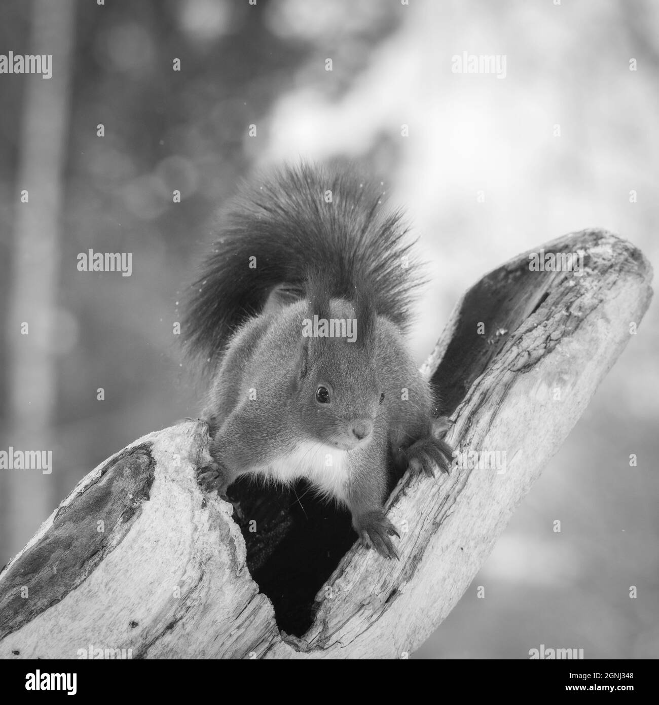 Eichhörnchen auf hohlen Baumstamm stehend während schneit Stockfoto