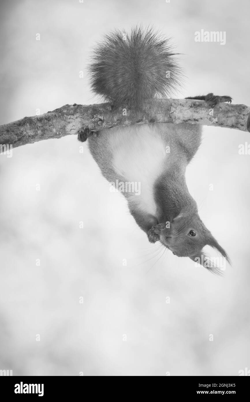 Eichhörnchen hängen an einem Zweig in schwarz / weiß Stockfoto