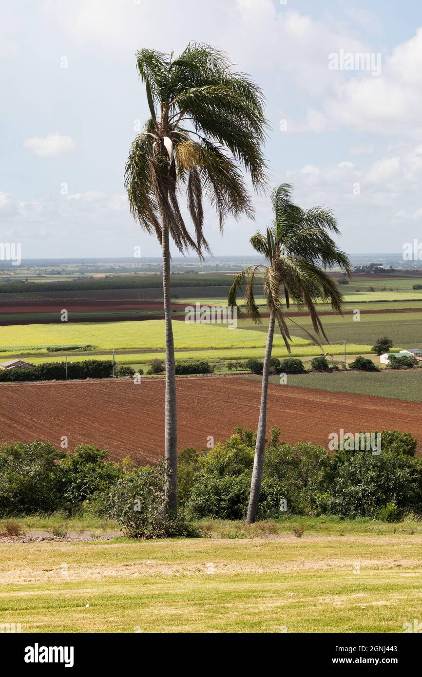 Palmen isoliert gegen den Himmel in Australien Stockfoto