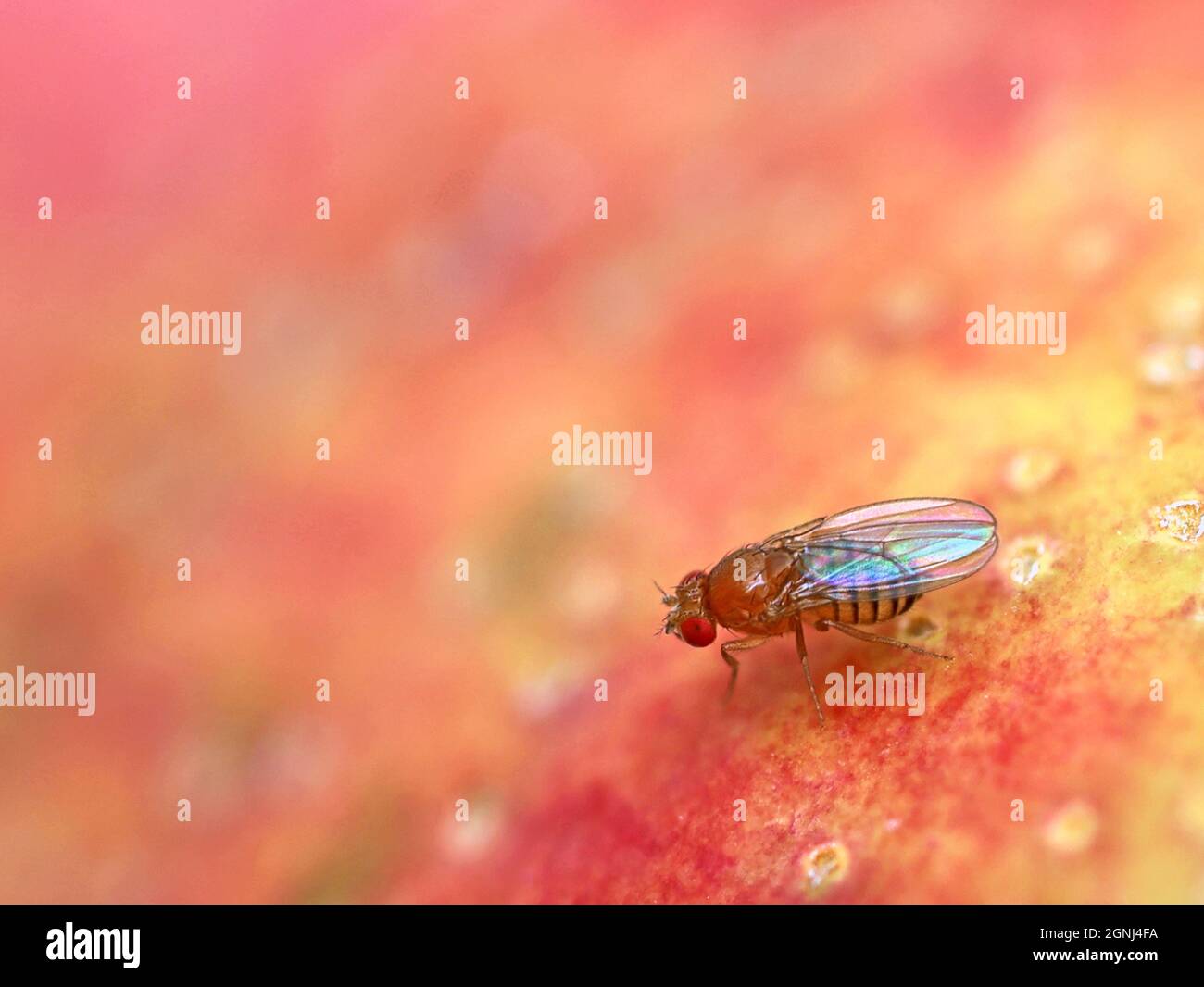 Fruchtfliege, Drosophila melanogaster, auf roter Apfeloberfläche, Nahaufnahme Stockfoto