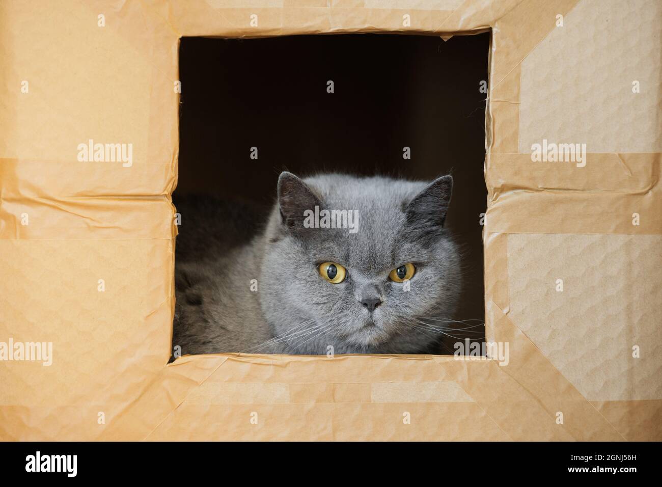 Verwirrte britische Katze in einem Karton. Graue Katze schaut durch das Fenster. Konzept von obdachlosen und einsamen Haustieren. Stockfoto